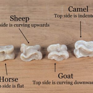 Shagai Ankle Bone Set